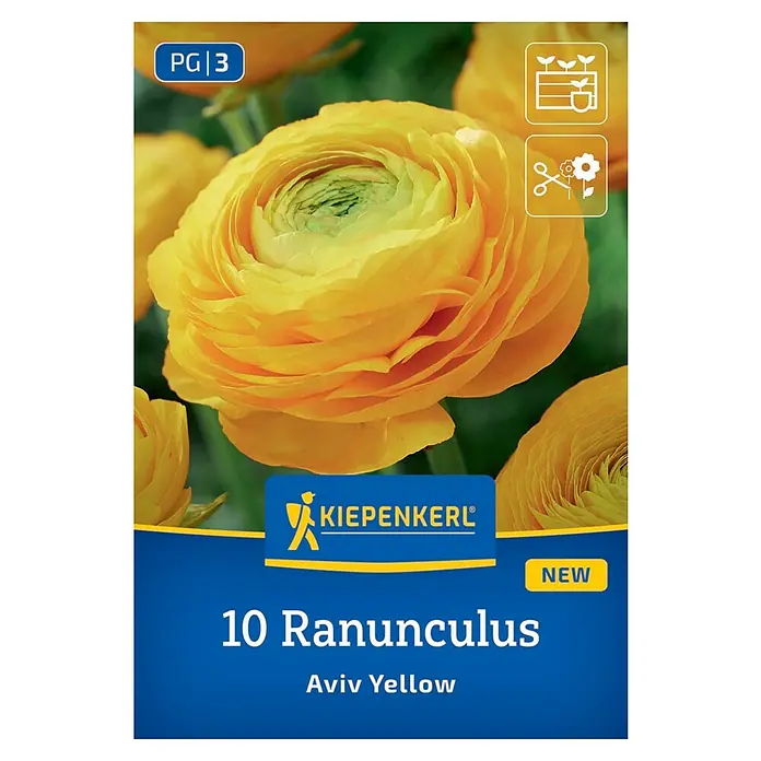 Kiepenkerl Blumensamenmischung Ranunkeln Gelb - Ranunculus - Produktbild einer Packung mit 10 Ranunkel Aviv Yellow Blumenzwiebeln, ideal für farbenfrohe Gärten und saisonale Bepflanzungen.