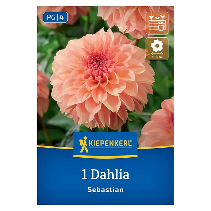 Kiepenkerl Dahlie Sebastian - Dahlia x Hybrida, Mehrfarbig - Nahaufnahme einer "1 Dahlia Sebastian" Blumenzwiebelpackung mit einer lachsfarbenen Dahlie in voller Blüte.