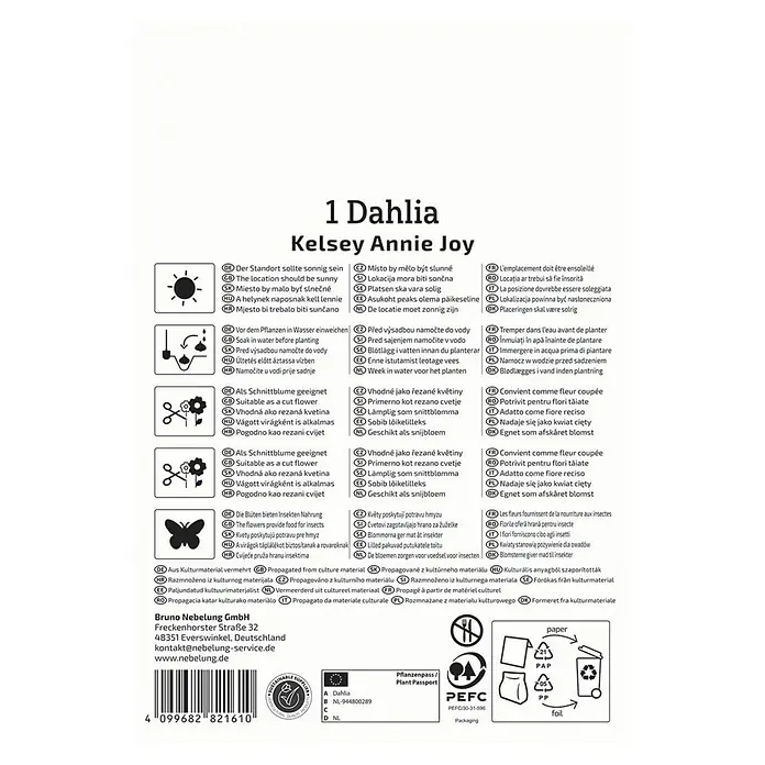 Kiepenkerl Dahlie Kelsey Annie Joy - Dahlia x Hybrida, Orange - Produktbild einer Dahlie "Kelsey Annie Joy"-Verpackung mit Pflanz- und Pflegehinweisen.