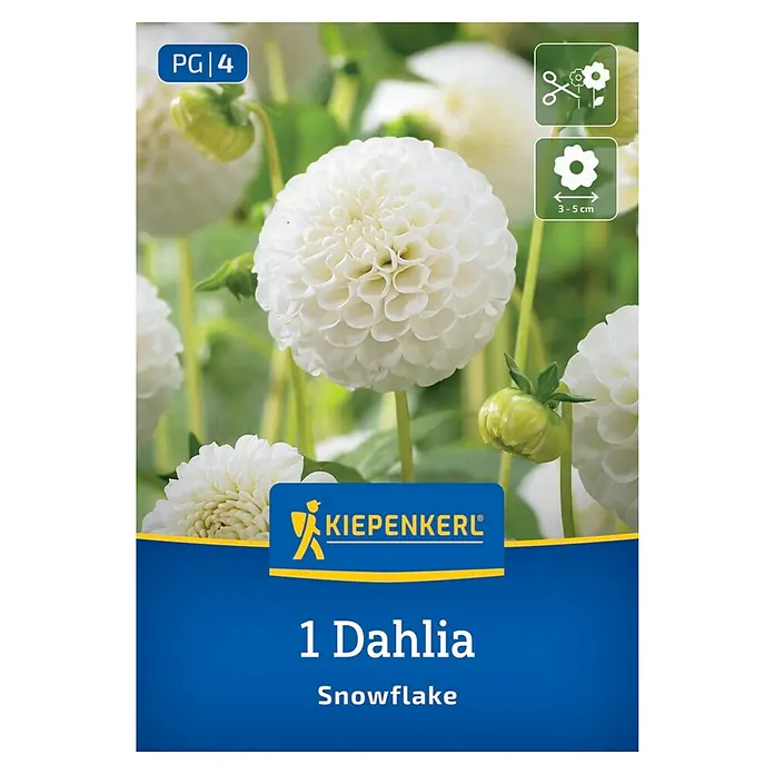 Kiepenkerl Dahlie Snowflake - Dahlia x Hybrida, Mehrfarbig - Das Bild zeigt eine Dahlien-Blumenzwiebel der Sorte Snowflake von Kiepenkerl. Die Blume ist weiß und hat eine runde, pomponartige Form.