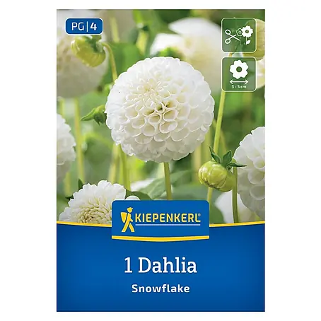 Kiepenkerl  Dahlie Snowflake