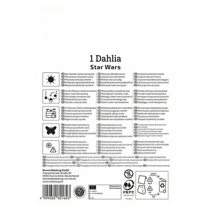 Kiepenkerl Dahlie Star Wars - Dahlia x Hybrida, Mehrfarbig - Produktbild: '1 Dahlia Star Wars'. Hinweise zur idealen Pflanzung, Pflege und Lagerung der Dahlie 'Star Wars'. Tipps für üppige Blütenpracht.