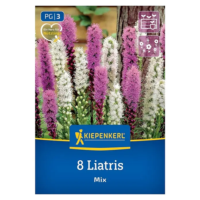 Kiepenkerl Blumensamenmischung Prachtscharte Liatris Blau und Weiß - Liatris spicata, Mehrfarbig - Eine Packung mit 8 Liatris-Blumenzwiebeln, eine farbenfrohe Mischung für den Garten von Kiepenkerl.