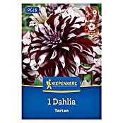 Kiepenkerl Dalija Tartan  (Dahlia x Hybrida, Večbarvna) | 8113 - Frühjahrsblumenzwiebeln | IBXA - Blumenzwiebeln | IBX - Blumenzwiebeln | IB - Grünpflanzen/Sämereien | I - Stadtgarten | BAUHAUS