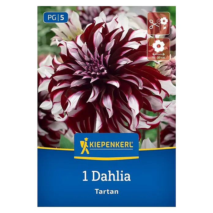Kiepenkerl Dahlie Tartan - Dahlia x Hybrida, Mehrfarbig - Packung mit einer 'Tartan' Dahlie. Die Blume hat eine markante rot-weiße Farbgebung, perfekt für jeden Garten.