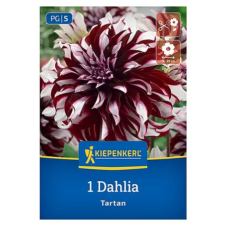 Kiepenkerl  Dahlie Tartan