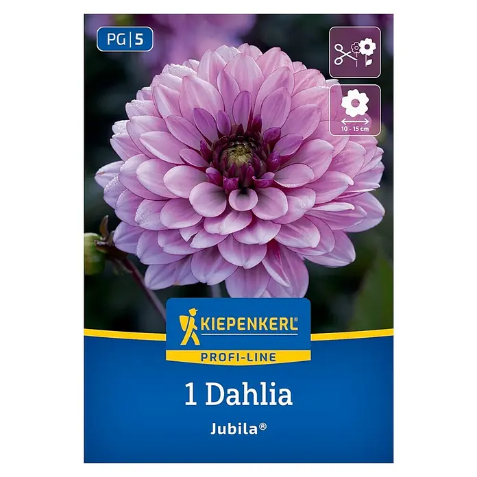 Kiepenkerl Dahlie Jubila - Dahlia x Hybrida, Mehrfarbig - Samenpackung mit einer Dahlie 'Jubila®', einer prächtigen, rosafarbenen Dahlie, ideal für Garten und Vase. Die Blüte erreicht einen Durchmesser von 10-15 cm.
