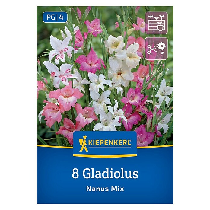Kiepenkerl Mešana cvetlična semena gladijol Nanus Mix  (Gladiolus x Hybrida, Večbarvna) | 8113 - Frühjahrsblumenzwiebeln | IBXA - Blumenzwiebeln | IBX - Blumenzwiebeln | IB - Grünpflanzen/Sämereien | I - Stadtgarten | BAUHAUS