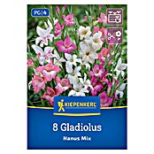 Kiepenkerl Mešana cvetlična semena gladijol Nanus Mix  (Gladiolus x Hybrida, Večbarvna) | 8113 - Frühjahrsblumenzwiebeln | IBXA - Blumenzwiebeln | IBX - Blumenzwiebeln | IB - Grünpflanzen/Sämereien | I - Stadtgarten | BAUHAUS