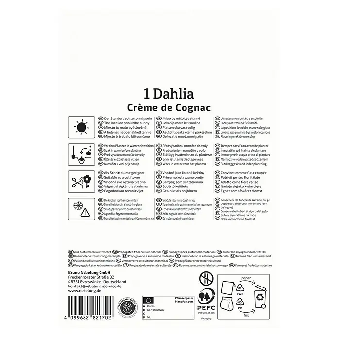 Kiepenkerl Dahlie Crème de Cognac - Dahlia x Hybrida, Mehrfarbig - Produktbild: '1 Dahlia Crème de Cognac' mit Pflanz- und Pflegehinweisen, inklusive Informationen zur Herkunft und Entsorgung der Verpackung.