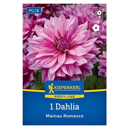 Kiepenkerl  Dahlie Mainau Romance