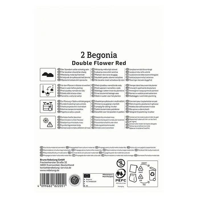 Kiepenkerl Blumensamenmischung Begonie Double Flower Red - Begonia x Tuberhybrida, Rot - Produktbild: 2 Begonia Double Flower Red. Pflegehinweise für Standort, Bewässerung und Überwinterung der roten Begonienknollen.