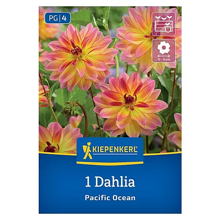 Kiepenkerl  Dahlie Pacific Ocean