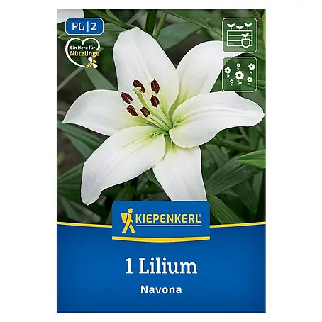 Kiepenkerl  Blumensamenmischung Lilie Navona