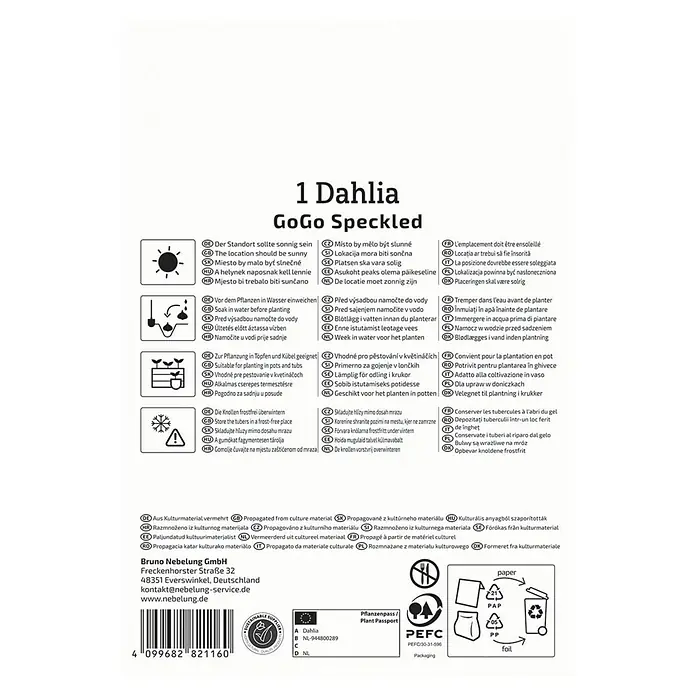 Kiepenkerl Dahlie Go Go Speckled - Dahlia x Hybrida, Mehrfarbig - Produktbild: Dahlie GoGo Speckled. Die Dahlie ist ideal für Garten, Topf oder Kübel. Blüht üppig und ist ein echter Hingucker!