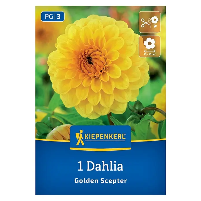 Kiepenkerl Dahlie Golden Scepter - Dahlia x Hybrida, Gelb - Dahlie 'Golden Scepter', eine strahlend gelbe Blume, die mit ihrer Schönheit jeden Garten bereichert und eine Höhe von 10-15 cm erreicht.
