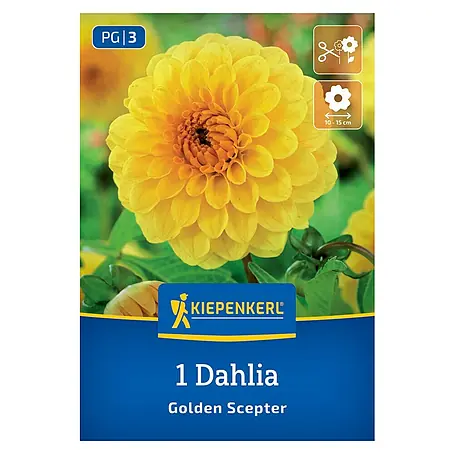 Kiepenkerl  Dahlie Golden Scepter