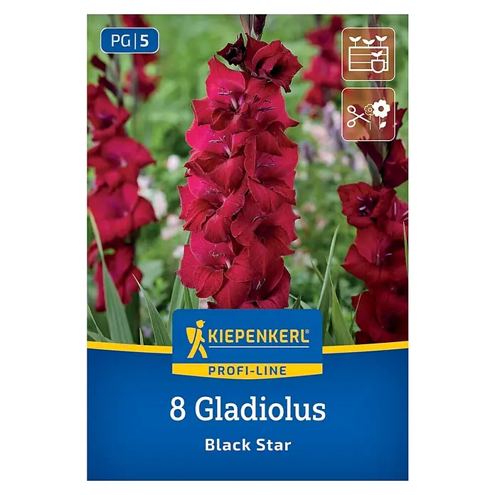 Kiepenkerl Blumensamenmischung Gladiolus Black Star - Gladiolus x Hybrida - Produktbild der 'Gladiolus Black Star' Blumenzwiebeln von Kiepenkerl, ideal für Garten und Vase. Erfreuen Sie sich an den tiefroten Blüten.