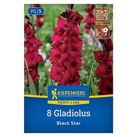 Kiepenkerl  Blumensamenmischung Gladiolus Black Star
