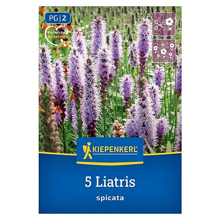 Kiepenkerl  Blumensamenmischung Prachtscharte Liatris Blau