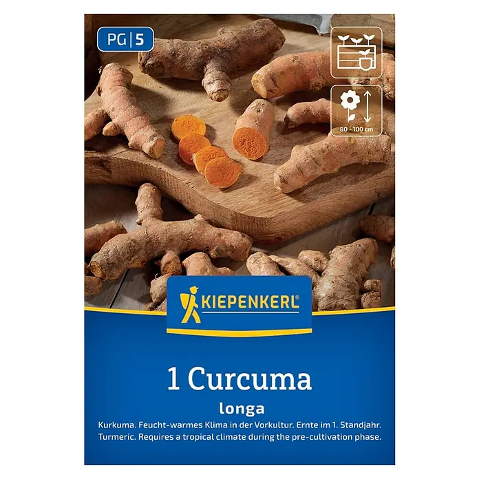 Kiepenkerl Kräutersamen - Curcuma longa, Saatzeit: April, Erntezeit: November - Produktbild einer 'Curcuma longa'-Pflanze von Kiepenkerl, ideal für den Anbau von Kurkuma.