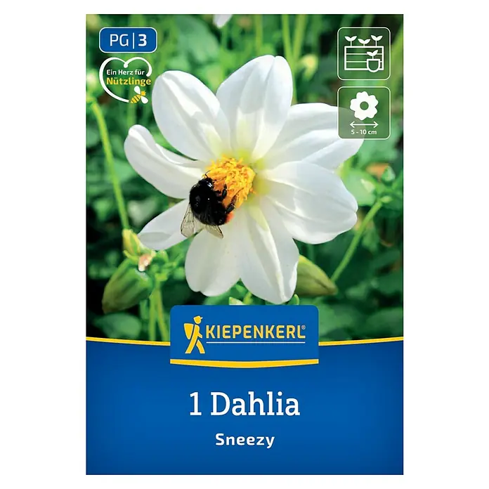 Kiepenkerl Dahlie Sneezy - Dahlia x Hybrida, Mehrfarbig - Dahlie 'Sneezy' Samenpackung mit weißer Blüte und summender Biene, ein Genuss für jeden Garten.