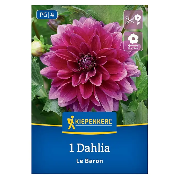 Kiepenkerl Dahlie Le Baron - Dahlia x Hybrida, Mehrfarbig - Abbildung einer Dahlie "Le Baron" Blume. Das Bild zeigt eine dunkelrosa Dahlie mit grünen Blättern.
