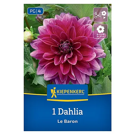 Kiepenkerl  Dahlie Le Baron