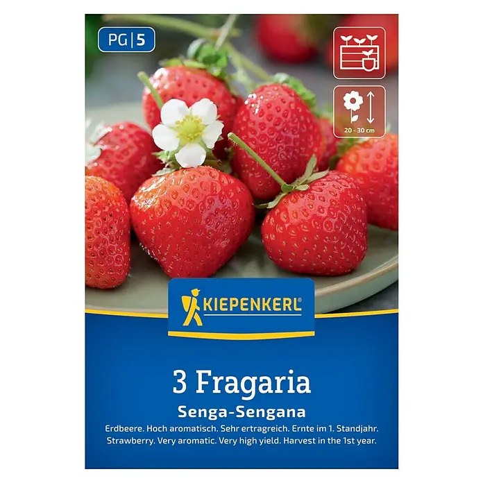 Kiepenkerl Obstsamen Erdbeer Senga-Sengana - Fragaria ananassa, Erntezeit: Mai - Bild einer Erdbeerpflanze der Sorte Senga-Sengana von Kiepenkerl mit reifen, roten Früchten und weißen Blüten.