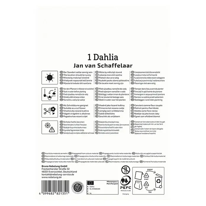 Kiepenkerl Dahlie Jan van Schaffelaar - Dahlia x Hybrida, Mehrfarbig - Produktinformationen für eine 'Jan van Schaffelaar' Dahlie, inklusive Pflanzanleitung, Pflegehinweise und Entsorgungshinweise.