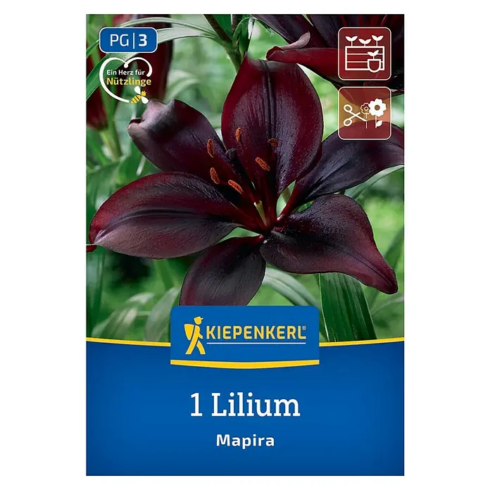 Kiepenkerl Blumensamenmischung Lilie Mapira - Lilium x Hybrida - Nahaufnahme einer Lilie 'Mapira' der Marke Kiepenkerl, eine einzelne dunkle Lilie mit orangefarbenen Staubgefäßen.