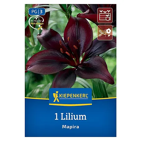 Kiepenkerl  Blumensamenmischung Lilie Mapira