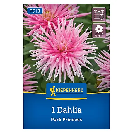 Kiepenkerl  Dahlie Park Princess