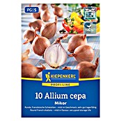 Kiepenkerl Steckzwiebeln Französische Schalotte Mikor Gr. 20/45 (Allium cepa, Erntezeit: Juli) | BAUHAUS