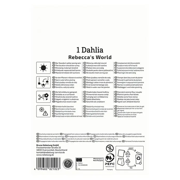 Kiepenkerl Dahlie Rebecca's World - Dahlia x Hybrida, Mehrfarbig - Anweisungen zum Anbau einer Rebecca's World Dahlie, einschließlich Standort, Bewässerung, Schnitt und Frostschutz im Winter.