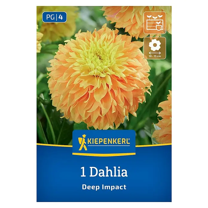 Kiepenkerl Dahlie Deep Impact - Dahlia x Hybrida, Mehrfarbig - Eine Blumenzwiebelpackung der Dahlie 'Deep Impact' mit einer leuchtenden, orangefarbenen Blüte mit gelber Mitte.