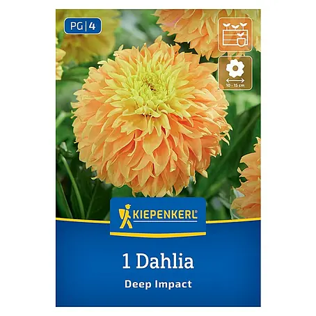 Kiepenkerl  Dahlie Deep Impact