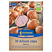 Kiepenkerl Bio Steckzwiebeln Schalotte Biztro Gr. 7/14 (Allium cepa, Erntezeit: Juli) | BAUHAUS