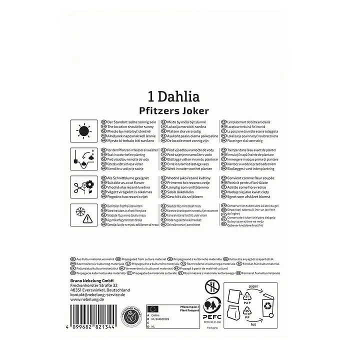 Kiepenkerl Dahlie Pfitzers Joker - Dahlia x Hybrida, Mehrfarbig - Produktbild einer Dahlie 'Pfitzers Joker' mit Hinweisen zu Standort, Pflanzung, Pflege und Lagerung für eine erfolgreiche Kultur.