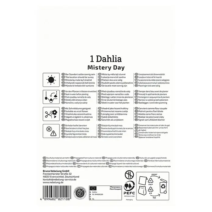 Kiepenkerl Dahlie Mistery Day - Dahlia x Hybrida, Mehrfarbig - Produktinformationen für eine Dahlie "Mistery Day", einschließlich Pflanzanweisungen und Pflegehinweise.