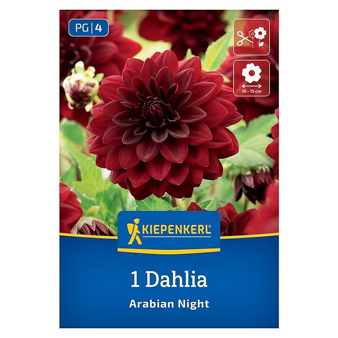 Kiepenkerl Dalija Arabian Night  (Dahlia x Hybrida, Večbarvna) | 8113 - Frühjahrsblumenzwiebeln | IBXA - Blumenzwiebeln | IBX - Blumenzwiebeln | IB - Grünpflanzen/Sämereien | I - Stadtgarten | BAUHAUS