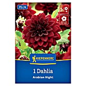 Kiepenkerl Dalija Arabian Night  (Dahlia x Hybrida, Večbarvna) | 8113 - Frühjahrsblumenzwiebeln | IBXA - Blumenzwiebeln | IBX - Blumenzwiebeln | IB - Grünpflanzen/Sämereien | I - Stadtgarten | BAUHAUS