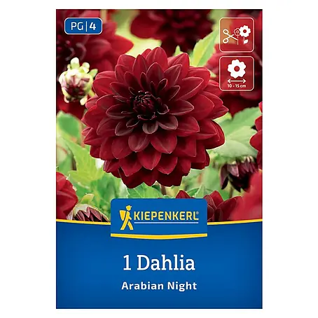 Kiepenkerl  Dahlie Arabian Night