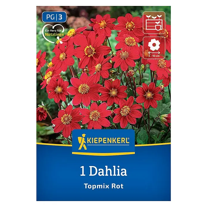 Kiepenkerl Dahlie Topmix Rot - Dahlia x Hybrida, Rot - Produktabbildung einer '1 Dahlia Topmix Rot' Pflanze von Kiepenkerl. Die roten Dahlienblüten sind ein Blickfang.