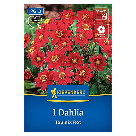 Kiepenkerl  Dahlie Topmix Rot