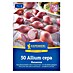Kiepenkerl Profi-Line Steckzwiebeln Rosanna Gr. 12/21 