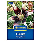 Kiepenkerl Mešana cvetlična semena lilij Netty´s Pride  (Lilium x Hybrida, Večbarvna) | 8113 - Frühjahrsblumenzwiebeln | IBXA - Blumenzwiebeln | IBX - Blumenzwiebeln | IB - Grünpflanzen/Sämereien | I - Stadtgarten | BAUHAUS