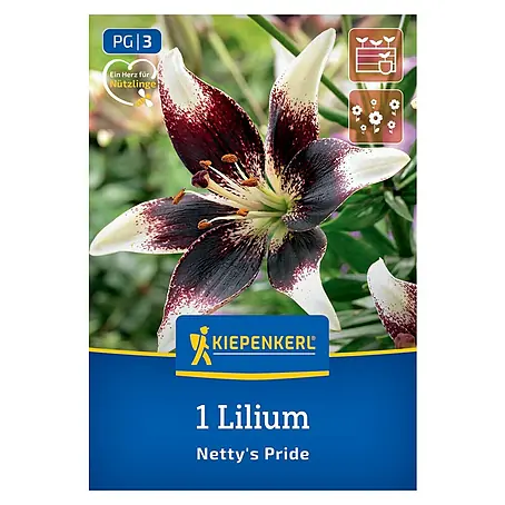 Kiepenkerl  Blumensamenmischung Lilie Netty´s Pride
