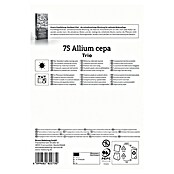 Kiepenkerl Steckzwiebeln Trio (Allium cepa, Erntezeit: Juli) | BAUHAUS