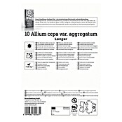 Kiepenkerl Steckzwiebeln Französische Schalotte Longor Gr. 20/45 (Allium cepa, Erntezeit: Juli) | BAUHAUS